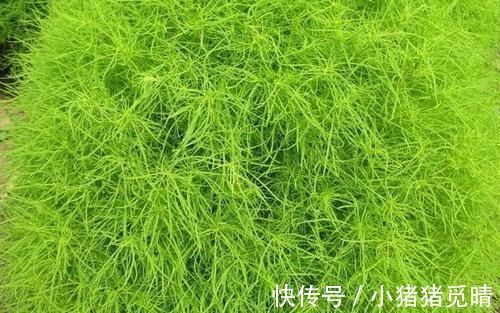 地肤子|河边的1种“绿草球”,人称“扫帚苗”,作用大,见到请珍惜