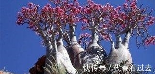 老桩|荒漠蔷薇培育5年，长成章鱼精，盘根成老桩，每次开千朵花