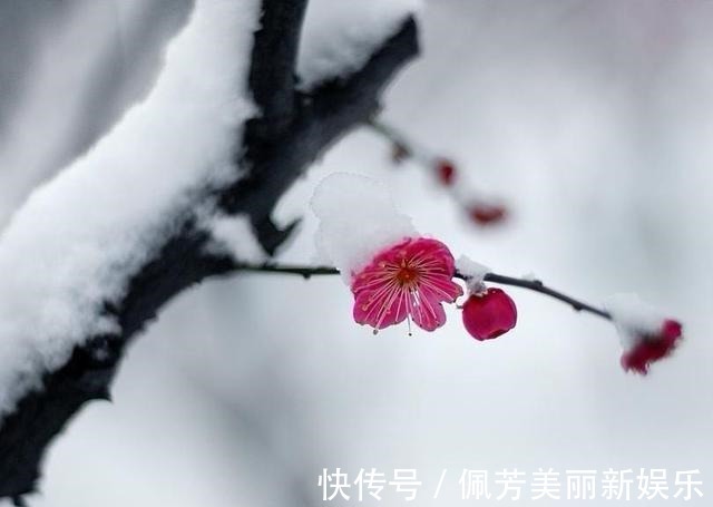 梅香雪&清新一片晨风静,唯有梅香雪中漫