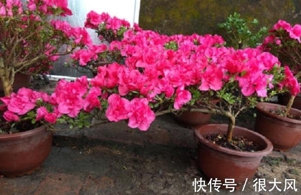 拿白醋养杜鹃、栀子花、绿萝,原来用法有区别,效果也不一样