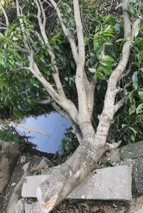 养花达人:38年前,掏家底儿买的2盆花,1盆被偷,1盆传给孙子