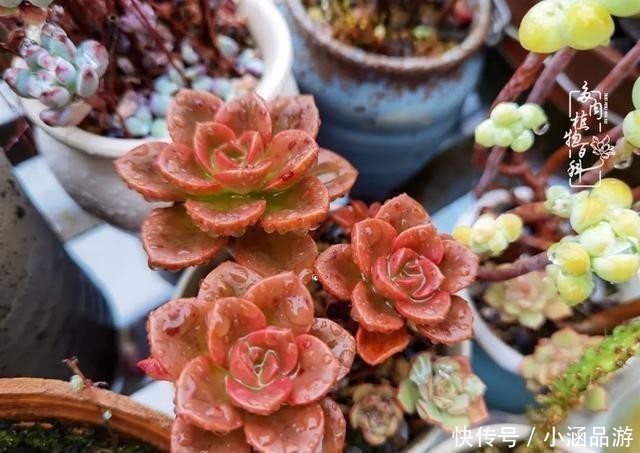 从一颗到500多盆,遇见多肉后,满眼全是你!