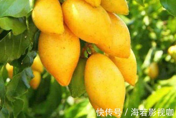 黄皮素|这才是天然的“止咳药”，每天喝一碗，止咳化痰，赶紧扔了止咳药