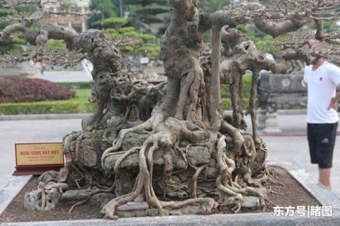 男子|男子15年前花三千元买棵盆景树,现有人出价数十万不舍得卖