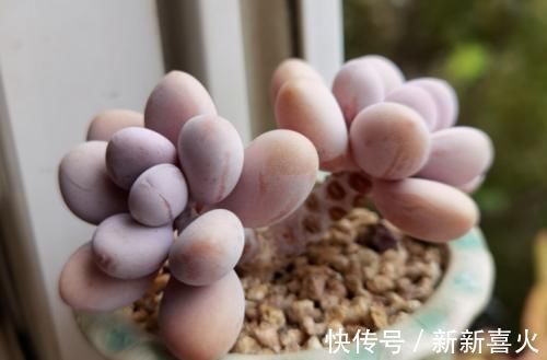 给桃蛋老桩多肉配盆是技术活,配好了锦上添花,配不好则影响颜值