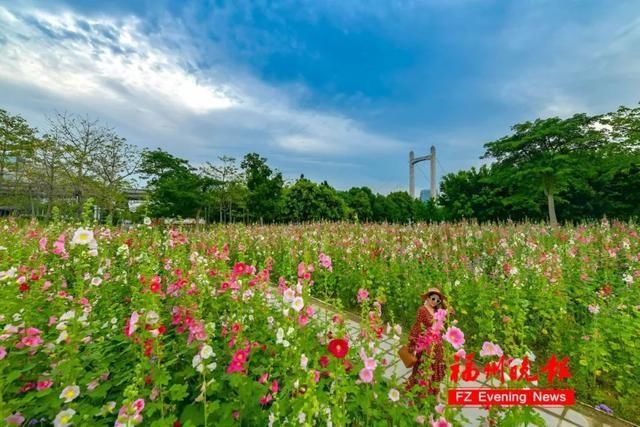 硫华菊|太美了！福州这个公园要刷屏