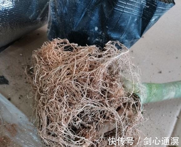 养死|山茶花买回家,总是能养死,问题不在我们,茶花本身就有问题