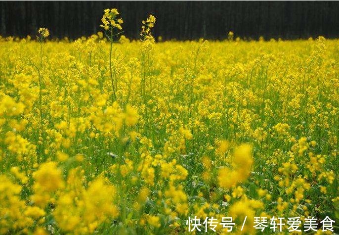 此花色泽艳丽，站在花丛中，一切烦恼忧愁顷刻消散，代表着正能量