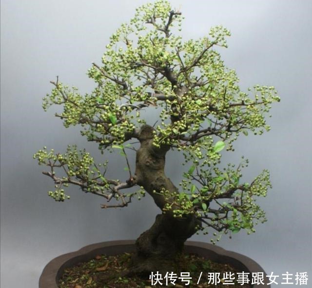 野外5种树木,常有奇异造型,适合做成美观的盆景!