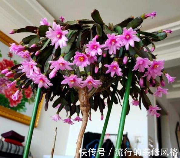 10月养蟹爪兰，了解掌握4个要点，叶片肥厚长势好，40天绽放群花