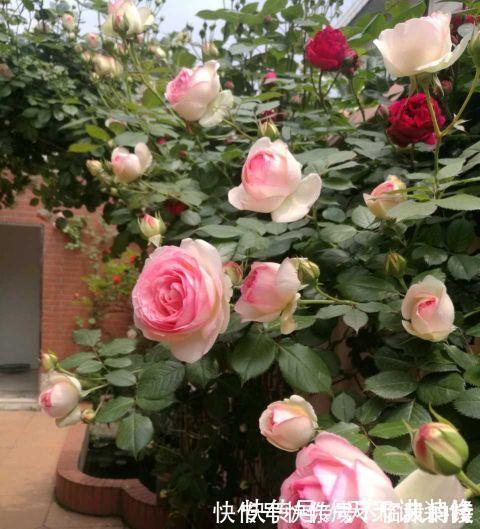 阳台庭院养上三种花，风景美如画，天天置身于花海里