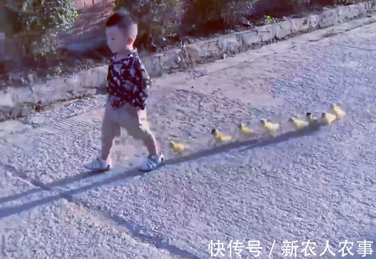 萌娃|萌娃回农村过暑假,彻底放飞自我成“鸭霸”,回到城里后却郁闷了