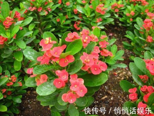世界六大花期最长的花，养一盆全年有花赏，快看看你养过没