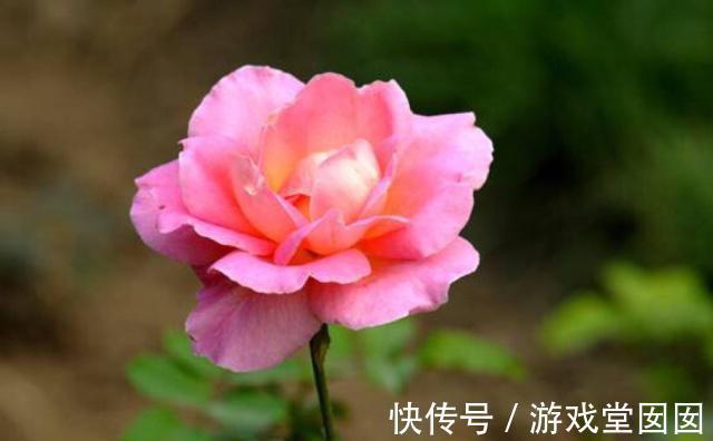 家中养盆花王,开花以后,鲜艳大方,花友来参观,倍有面子