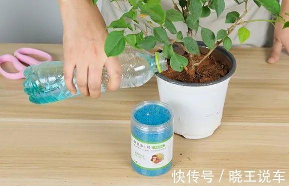 大约到冬季,三角梅做“3件事”,冰天雪地里,一样爆大花