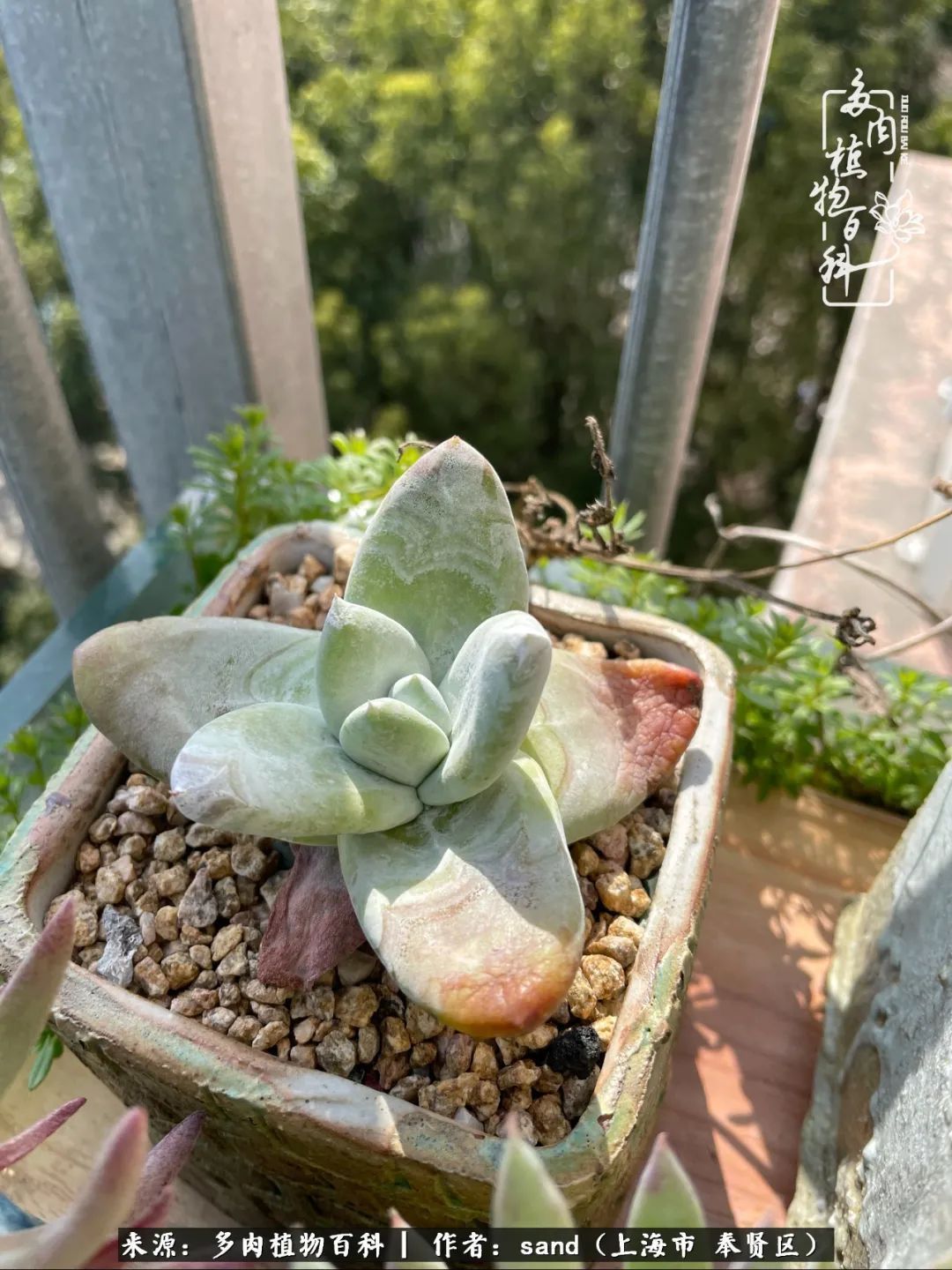 带着200多盆多肉，三个月搬两次家，是一种怎样的体验