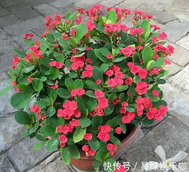 6种花需穷养，不花钱不用管，丢在一旁不浇水，肥硕又爆花