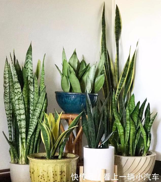 九种皮实花,多晒少管长得好,养成老桩更高档,绿萝没上榜