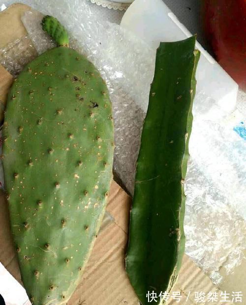 蟹爪兰|不会嫁接蟹爪兰？此3种，有文有图，2分钟学会！