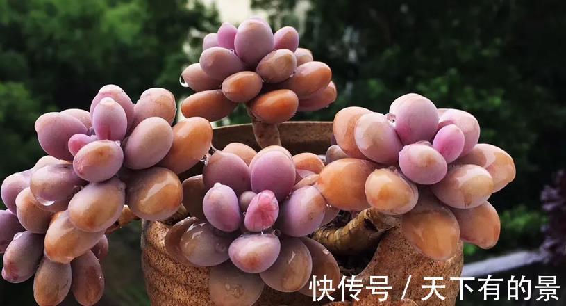 多肉植株|室内养多肉，淋雨后该怎么处理？分情况