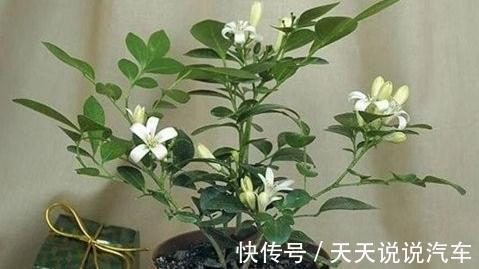 九里香多少钱一棵,九里香养护简单,花开爆盆飘香九里
