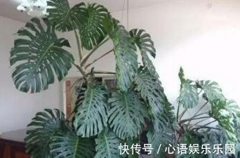 有害气体|“病毒”很烦2种花，家里养一盆，全家人都身体好，养100盆都不多