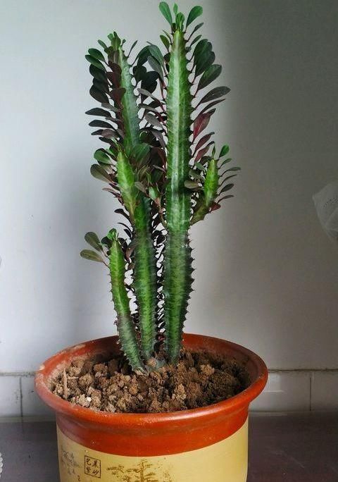 “龙骨”就要这样养,呼呼往上窜,长满“龙鳞”镇家宅