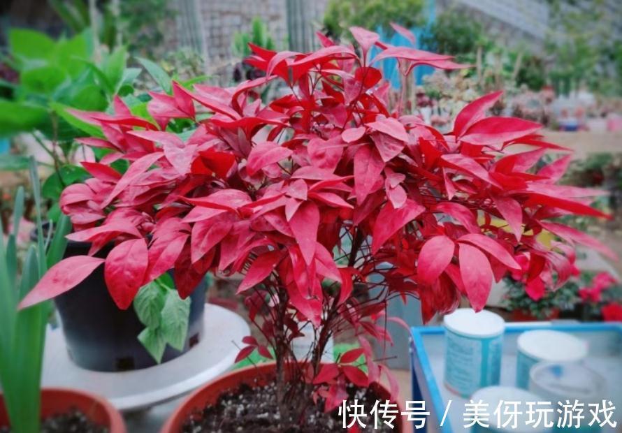 养花肥“又杂又贵”?认清3元素,花几块钱,养一百种花