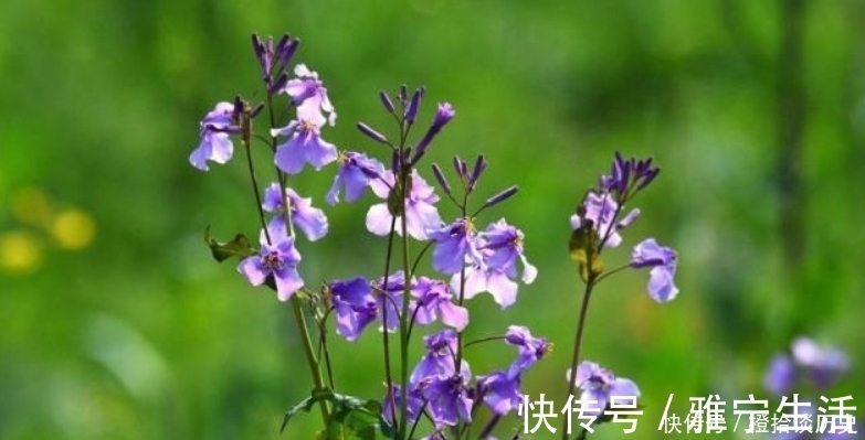 名篇&范成大最经典的一首诗，更是惊艳了世人800年，成为了千古名篇