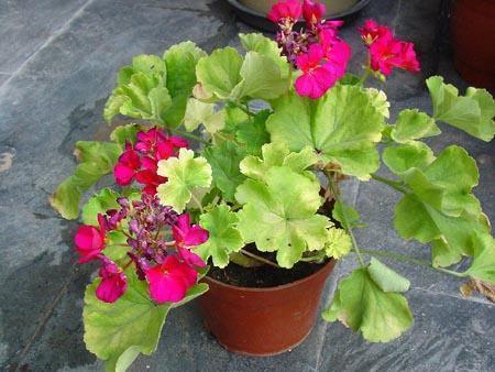 3种花现在“扦插”,轻轻松松就发根,30天就是1盆漂亮的盆栽