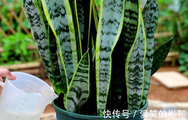 小齐|想不想你的虎皮兰7月“冒笋芽”?做好“3不缺”,保证通风试试