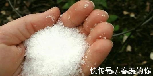 白粉病|家家都有的1种东西，用来养花，比花肥还厉害，还能驱虫！