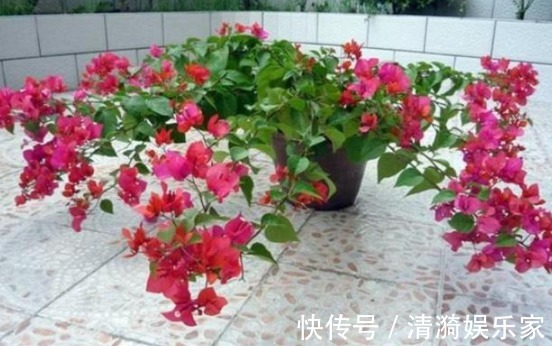 技能|三角梅开花的三个技能，掌握一个就能开花不断，并且一年都在开！