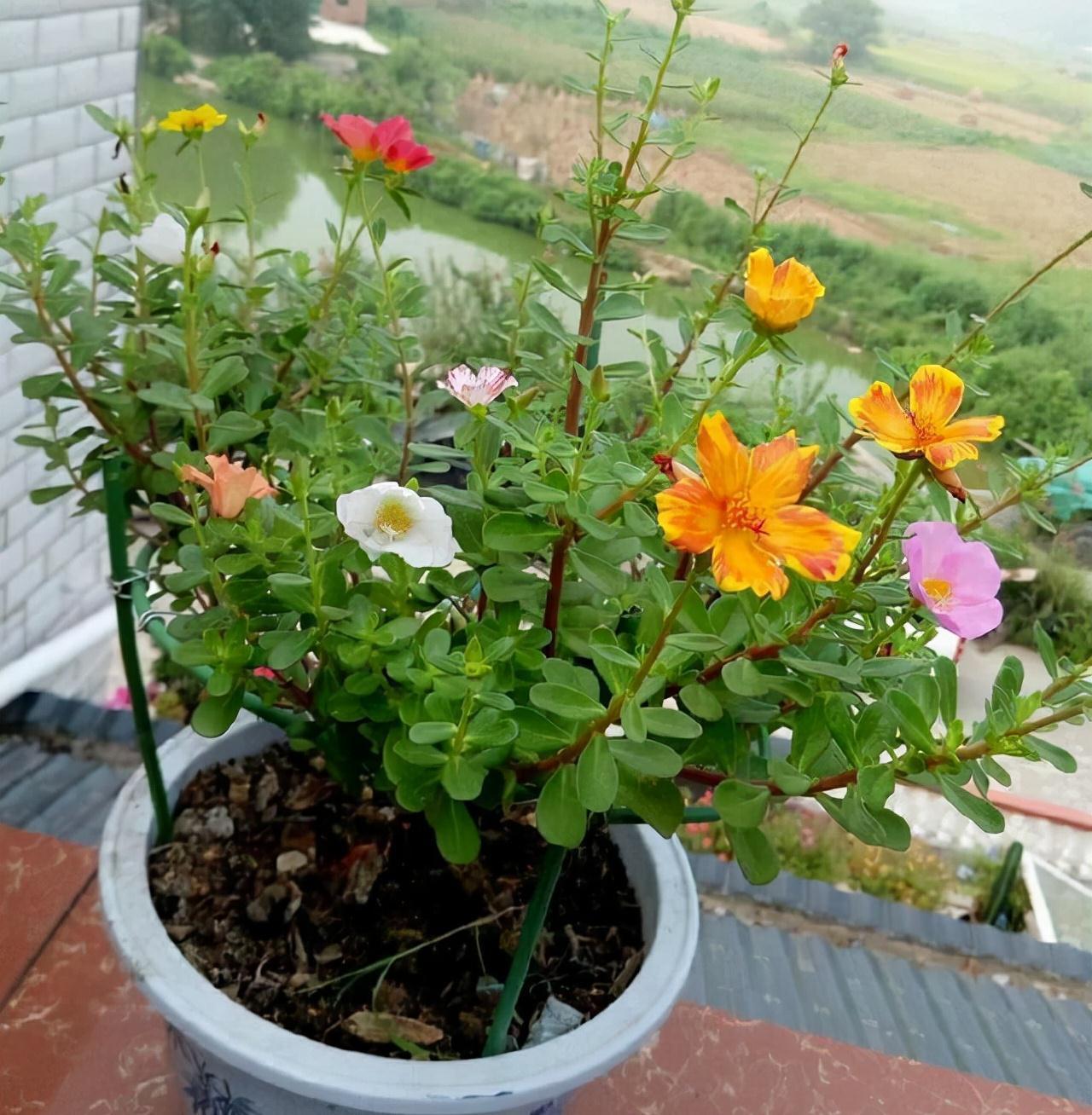 太阳花还能这样养,看到朋友的阳台,气就不打一处来