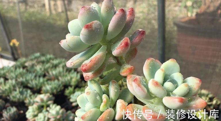 时节|9月养多肉,不要粗心大意,注意这3点盆栽才能平稳生长
