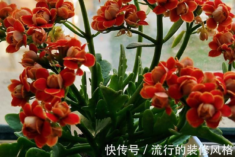 入秋后养长寿花,浇水没浇好,从根烂到茎