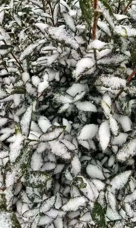 村落|萧山海拔最高村落雪花飘落