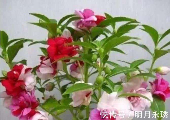 指甲花|4种花养了就爆盆,30天不浇水照样生长,一年开花不断
