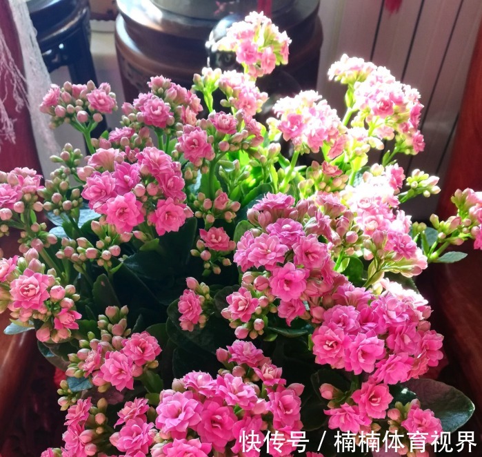 怎么让长寿花多来几茬?这4个方面“勤快些”,一茬接一茬地开