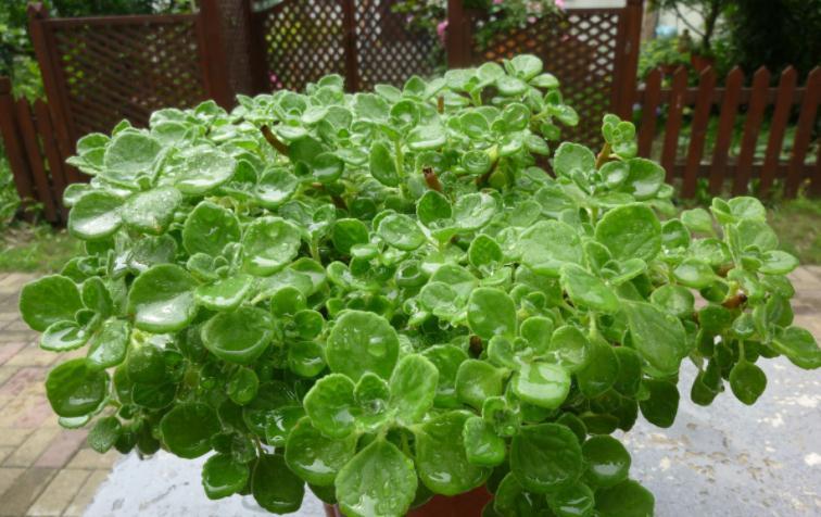 盆栽|这3种“香喷喷”的植物,值得居家盆栽,把控好细节长得旺