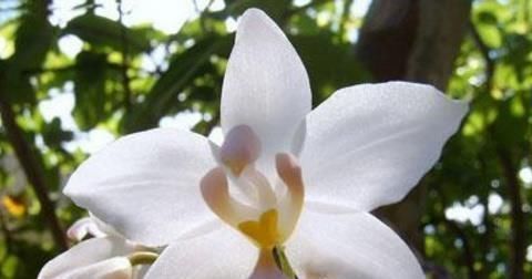 这花比茉莉还好闻,家里养一盆,花一开就是大半年