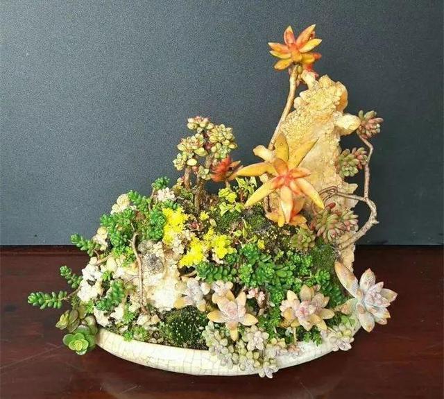 多肉浇水看“时机”,碰到这种情况,不浇水最正确!