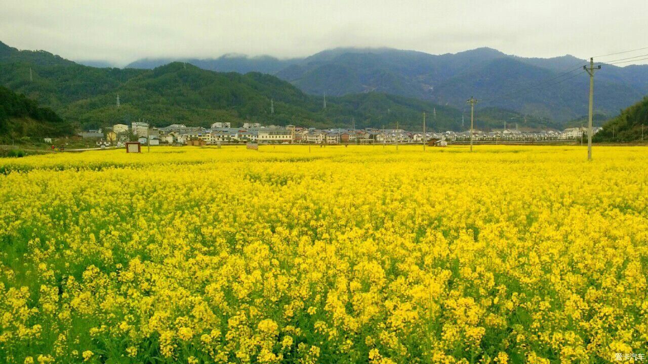 浙江|爱在山花烂漫时