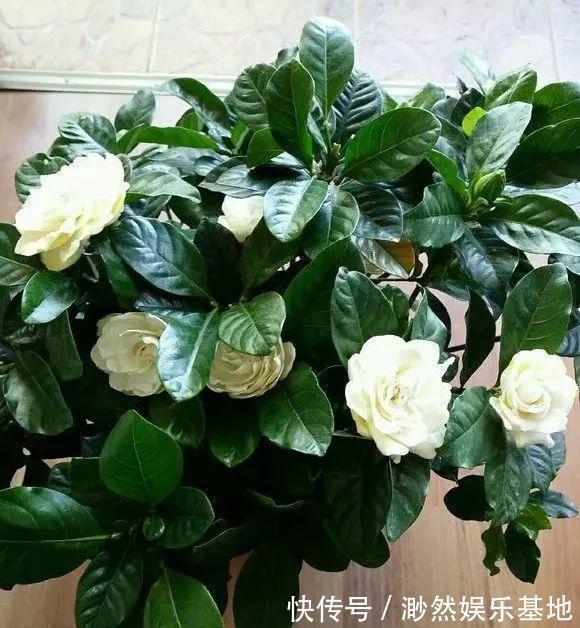 花苞|刚买的栀子花，养护“别大意”，一盆水浇下去，花苞全落地！