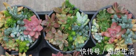 盆栽多肉植物,叶片不够圆润怎么办新手当多关注5个细节处理