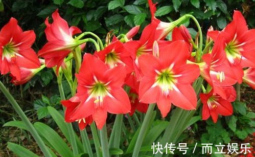 朱顶红开花少牢记“3个”要领，花繁叶茂，开花一次就“开爆”