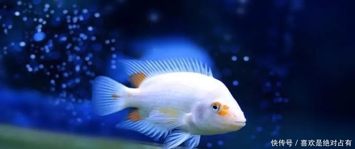 晓丽|晓丽作品:《鱼》 诵/花开半夏