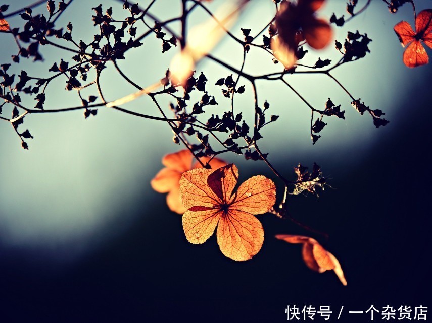 读书|一花一世界,一叶一菩提,在等待的日子里,刻苦读书,谦卑做人