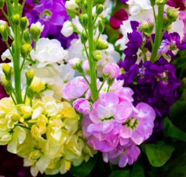 金鱼草|最适合新手养的几种花，好养漂亮花期长，开花一簇簇，开成百花园