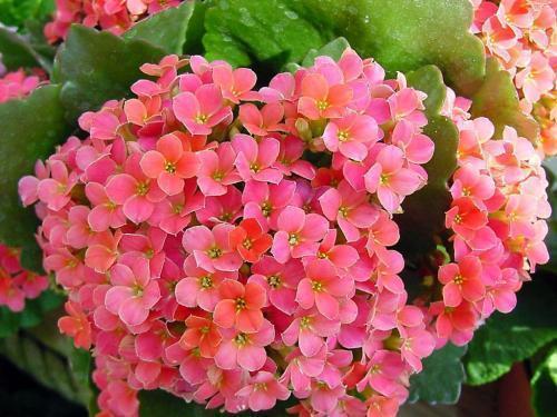 长寿花有2个养护时期，做好这几点，花期长达3个月，赏花真尽兴